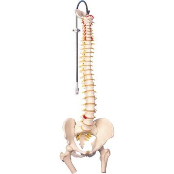 Fabrication Enterprises 3B® Anatomical Model - Flexible Spine, Classic, Femur Heads 12-4530